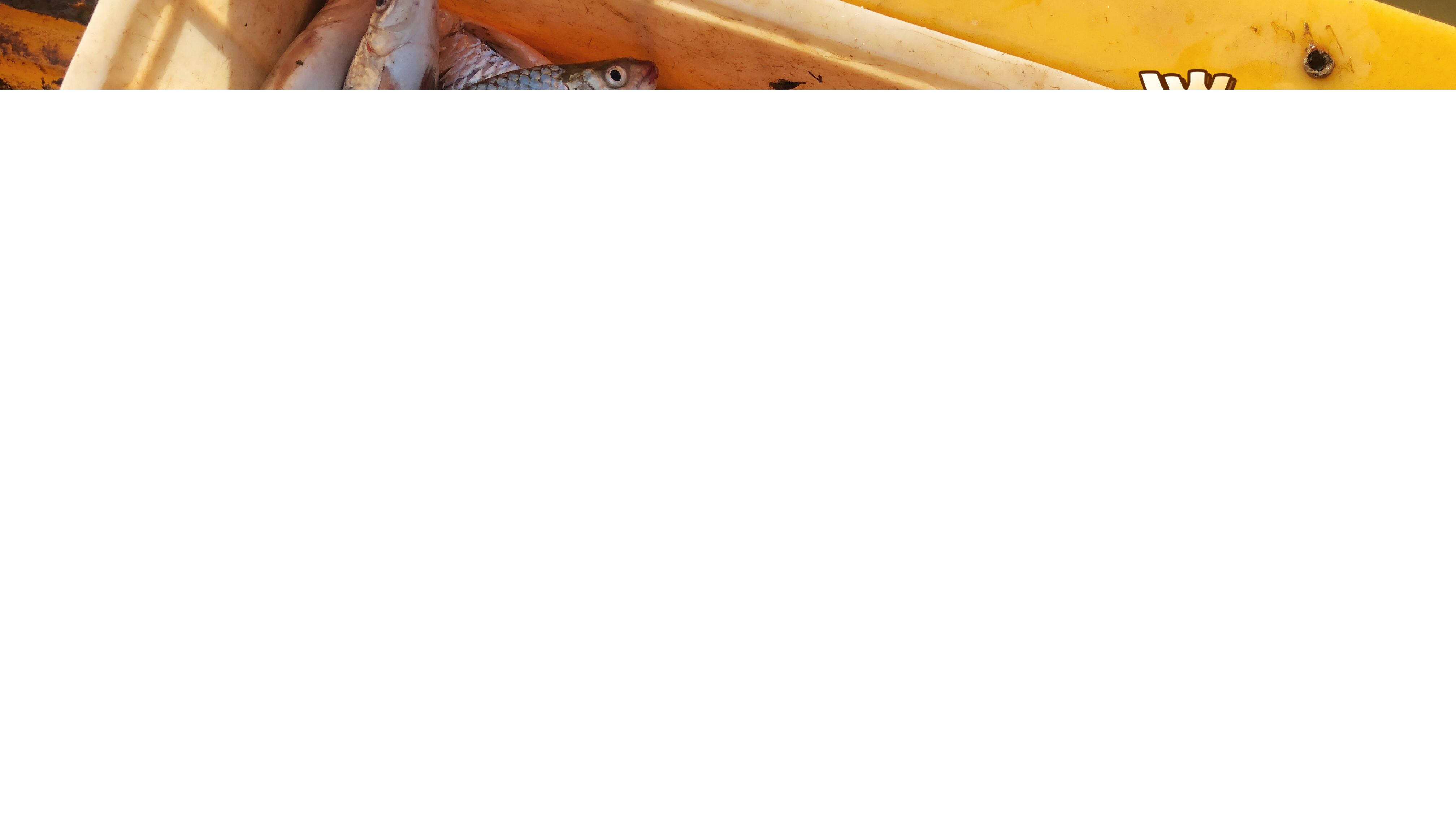 这鱼本地叫淡水石斑鱼,以前泛滥现在快销声匿迹,一斤几十太爽了