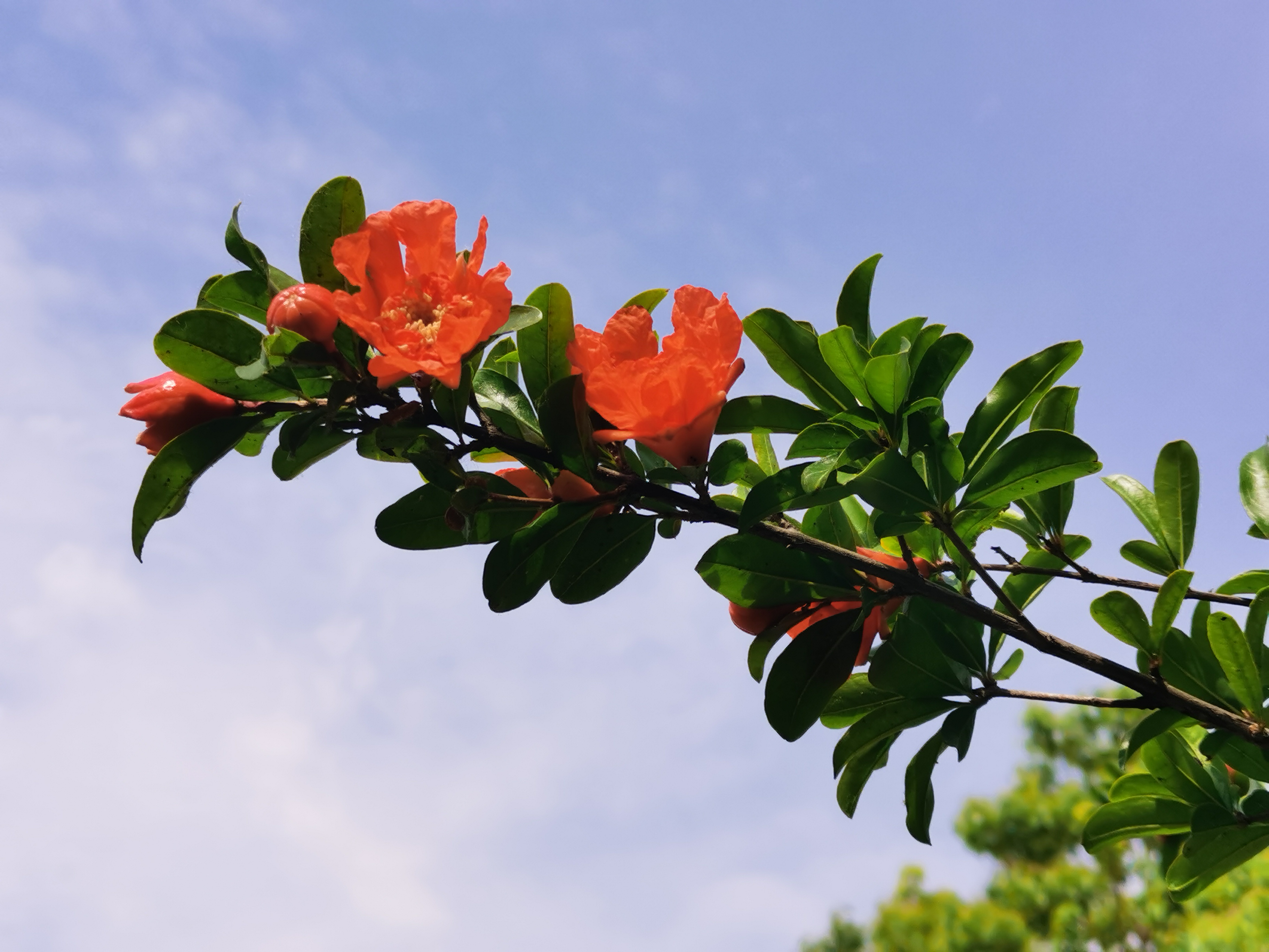 太阳绿树红花的图片图片