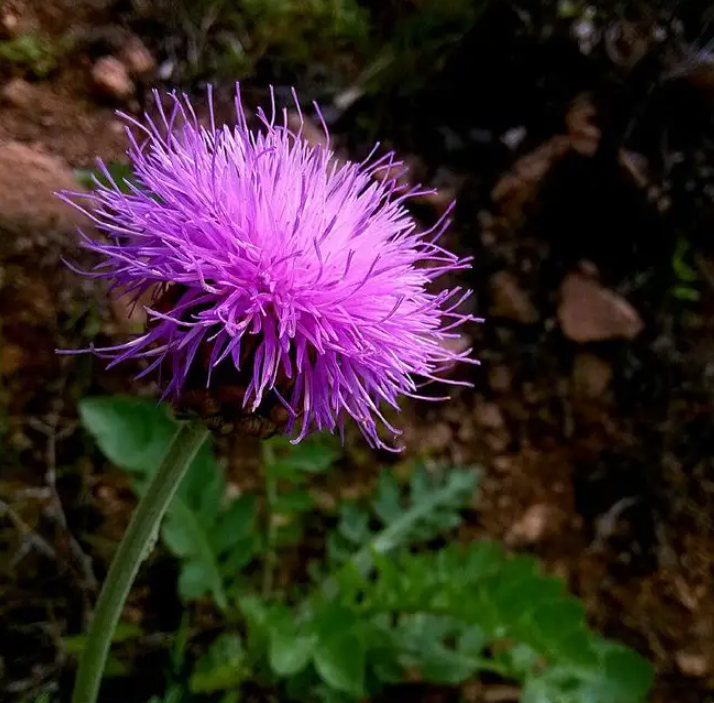 紫色蒲公英的花语与寓意是什么?