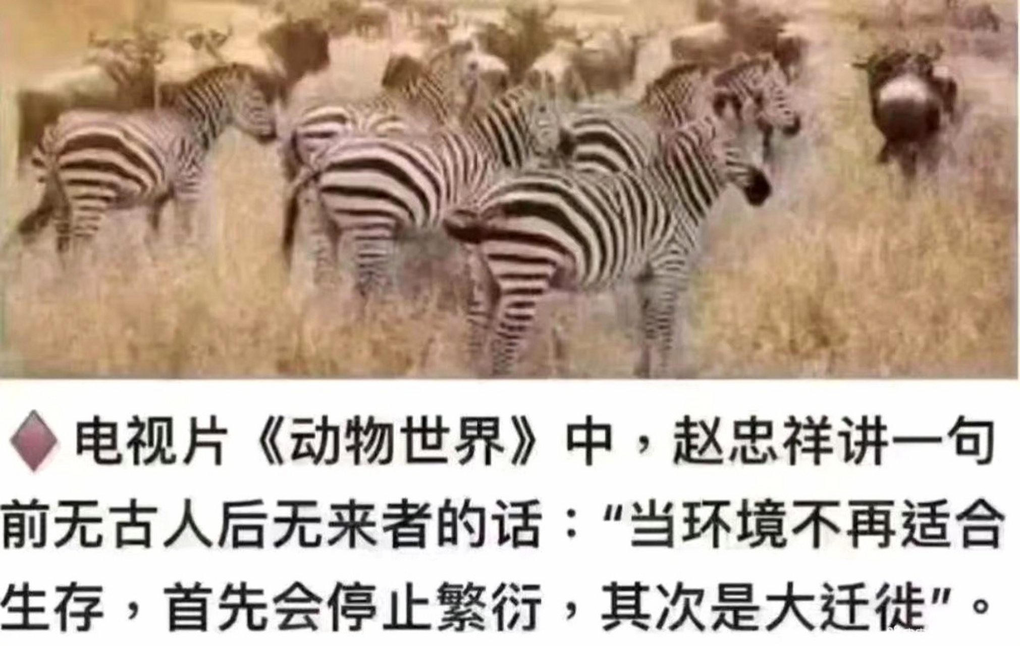 在《动物世界》中,赵忠祥讲一句前无古人后无来者的话