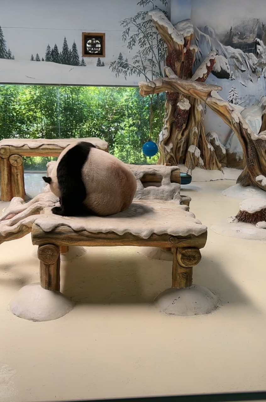 正吃着饭的大熊猫暖暖,突然听见游客说她漂亮,高兴的就转过身来,将最