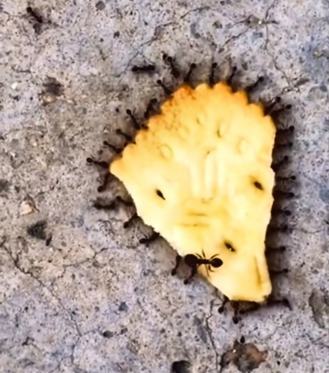 正在搬运食物的蚂蚁大军,团结就是力量