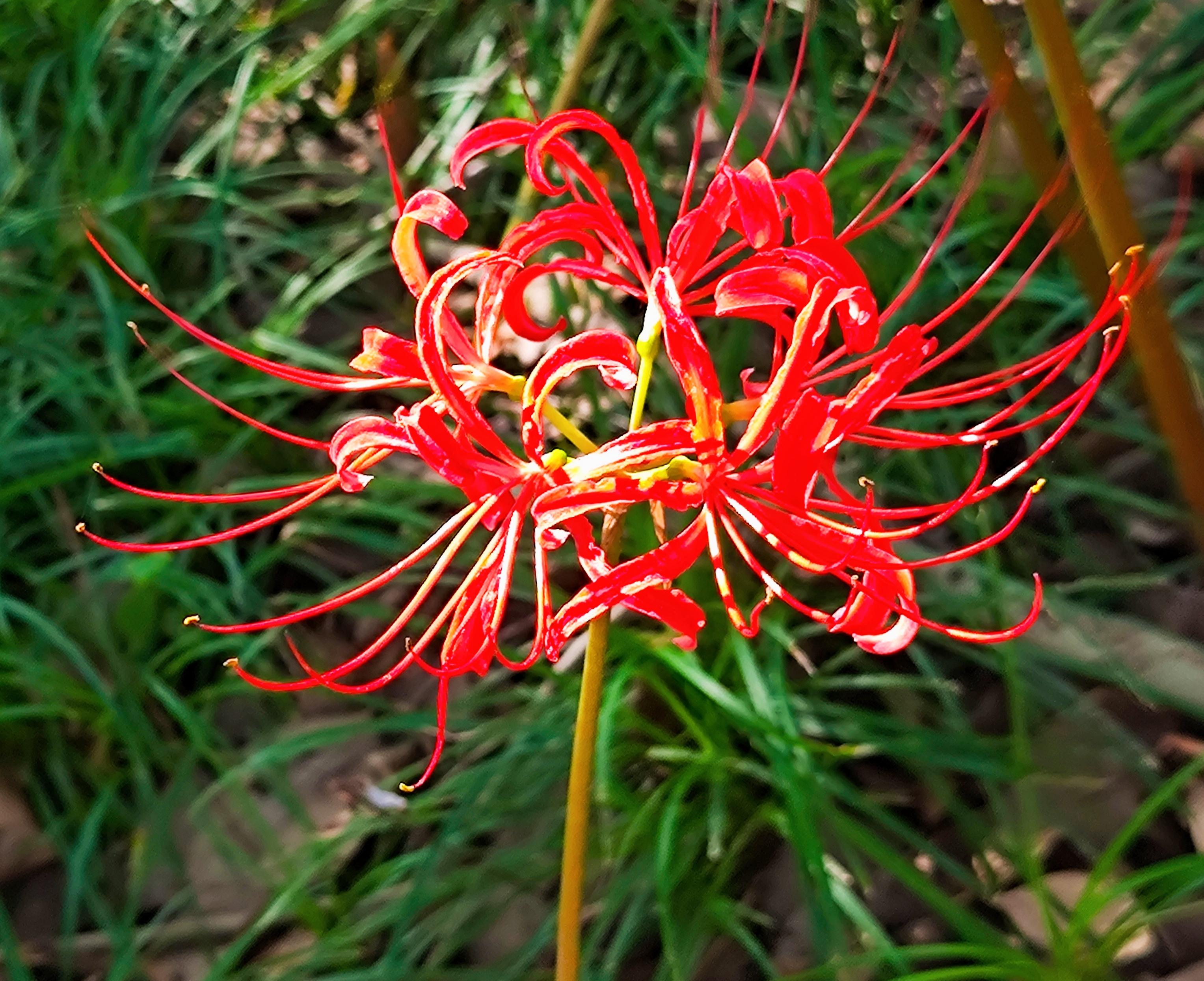 彼岸花的学名叫石蒜,是石蒜类植物