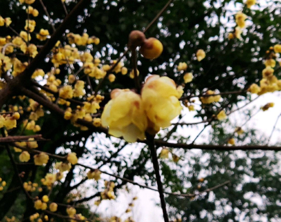 快来鸿恩寺公园赏腊梅,正是好时候