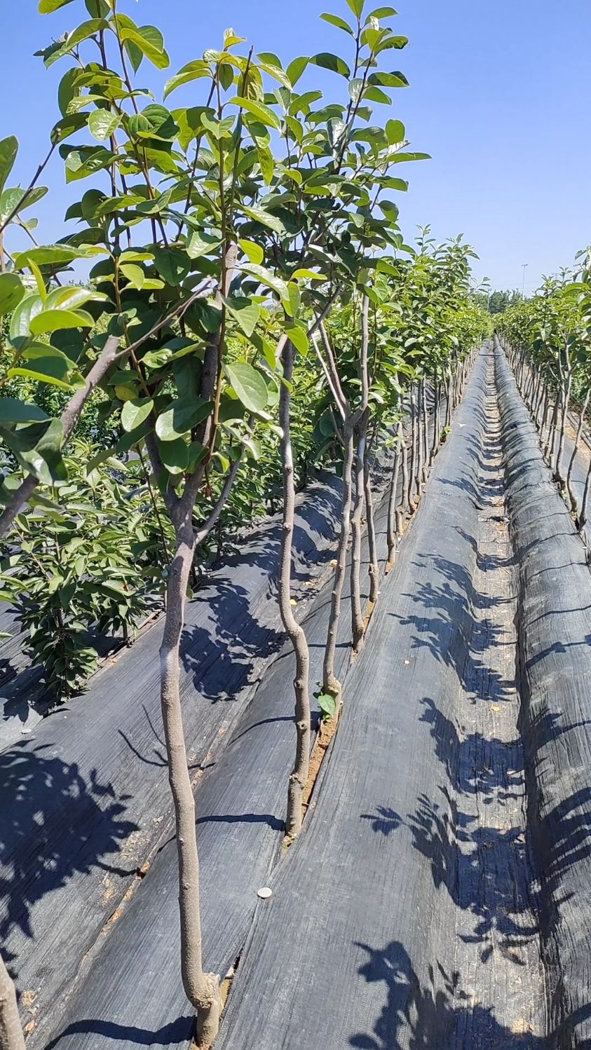 3公分柿子树,适合庭院种植