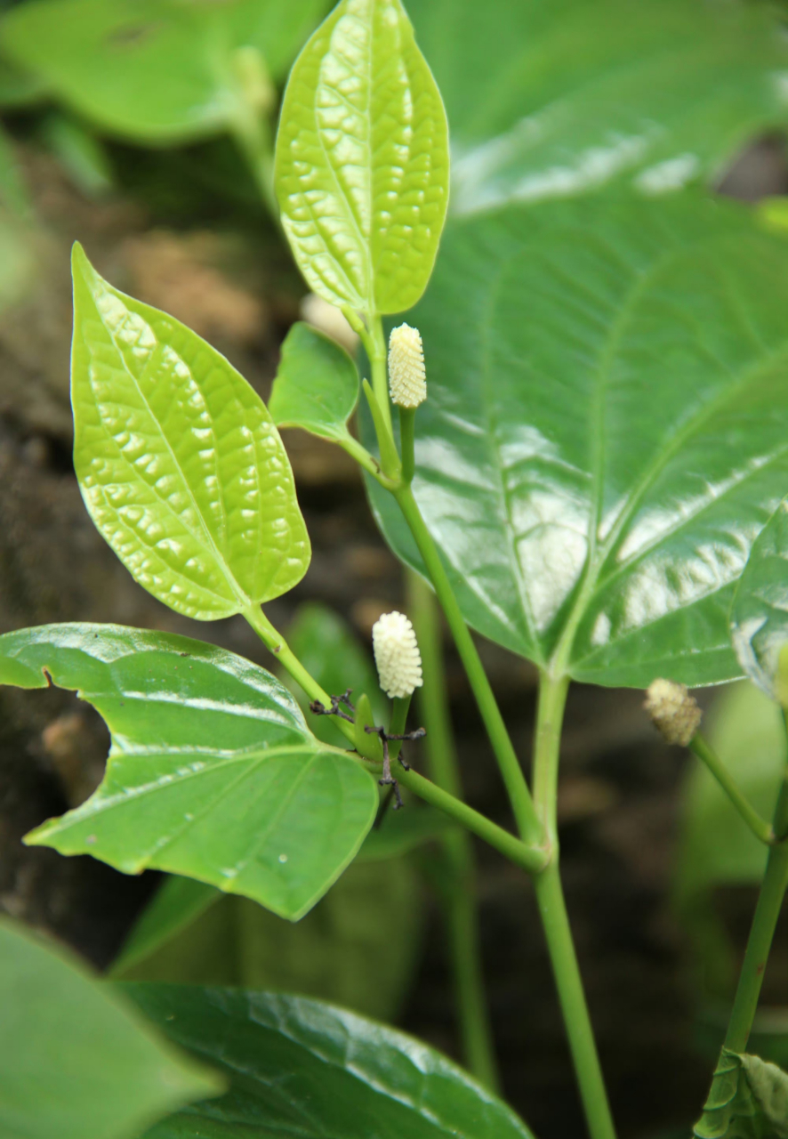 植物假蒟,深裂花烛?