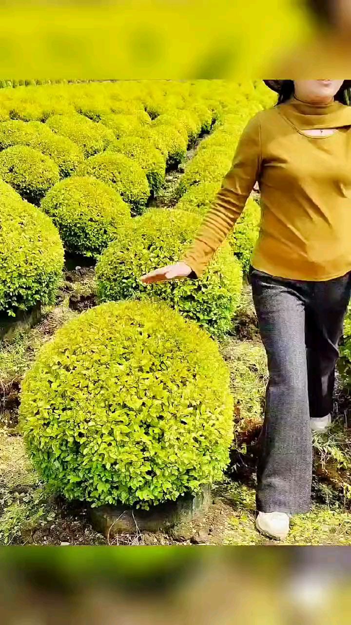 亮晶女贞球四季不落叶适合庭院别墅绿化栽植-度小视