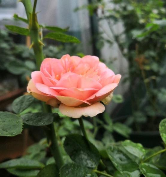 远行航程赛马月季发现这个品种很有意思