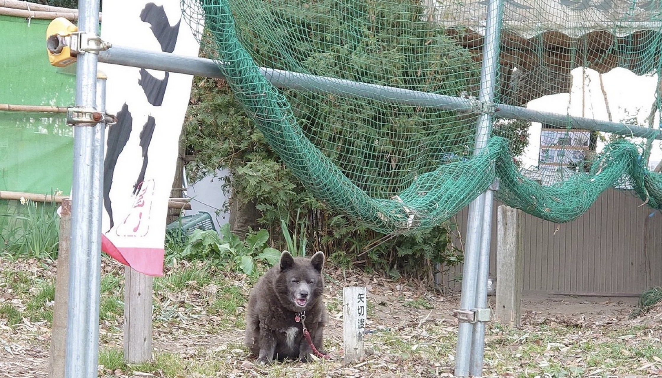 甲斐犬,山梨县的犬种.