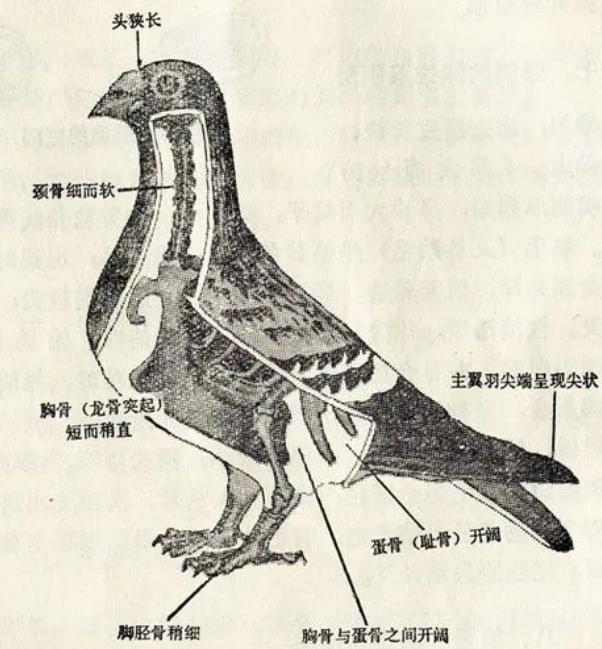 怎样区分鸽子公母图片