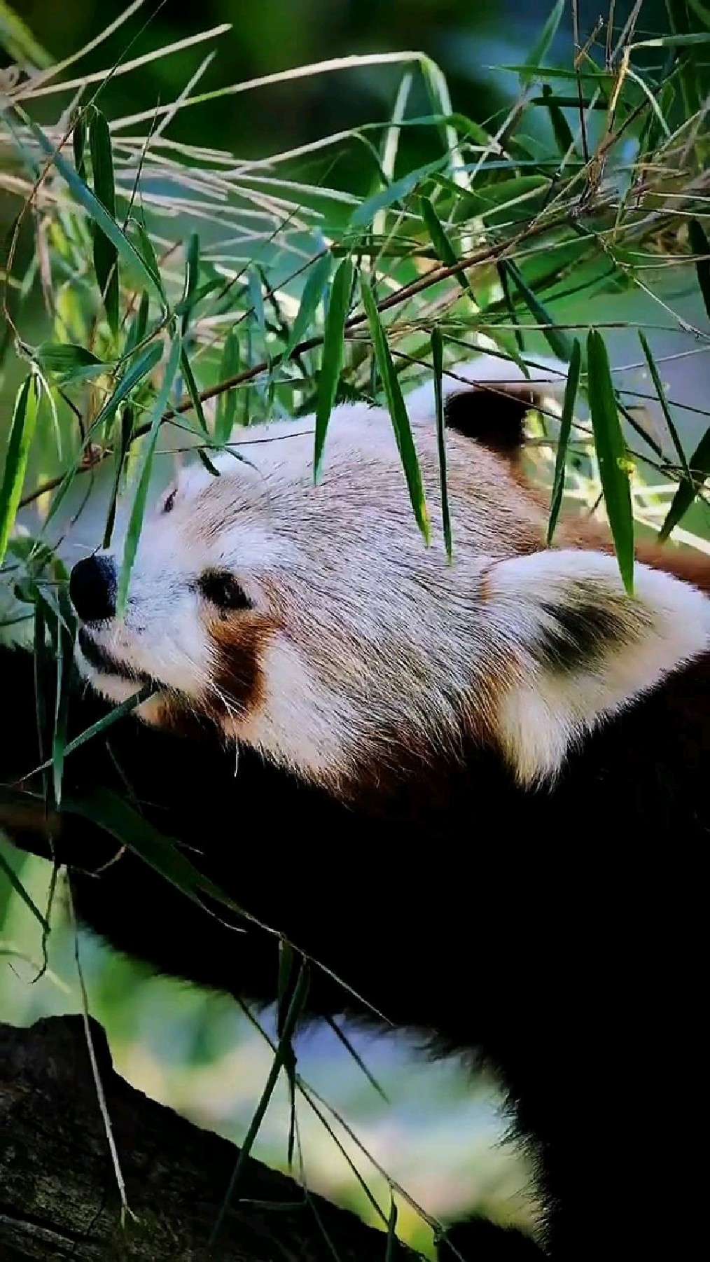 吃竹子的小熊猫