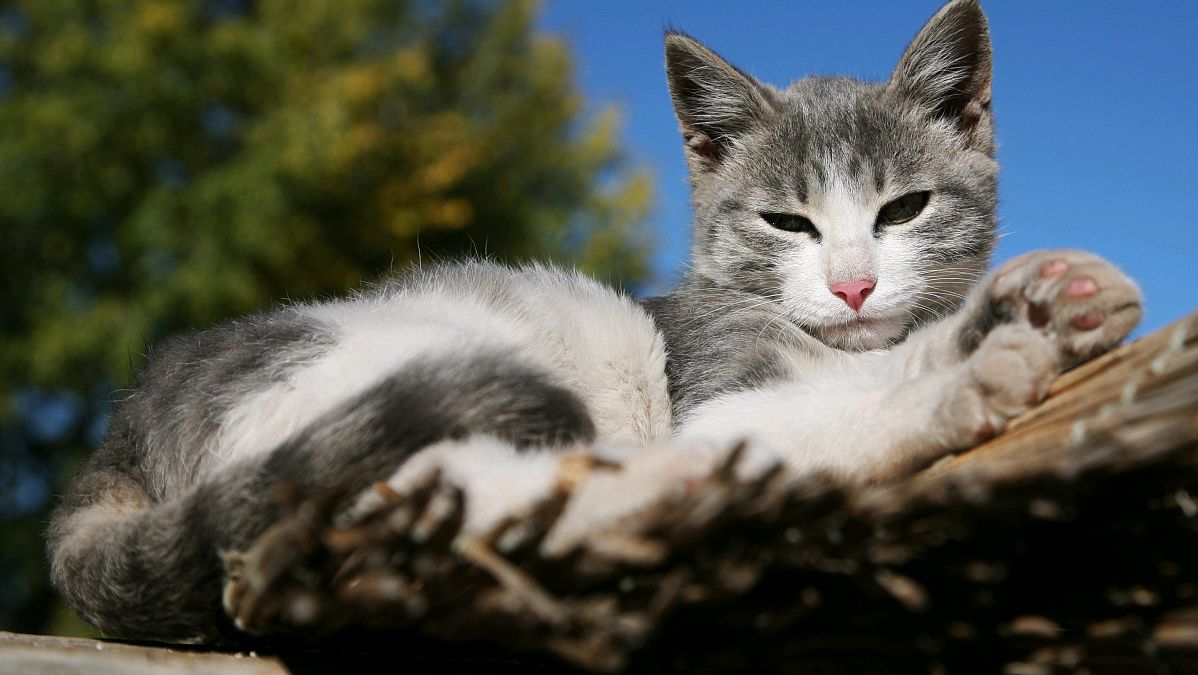 小花猫壁纸图片