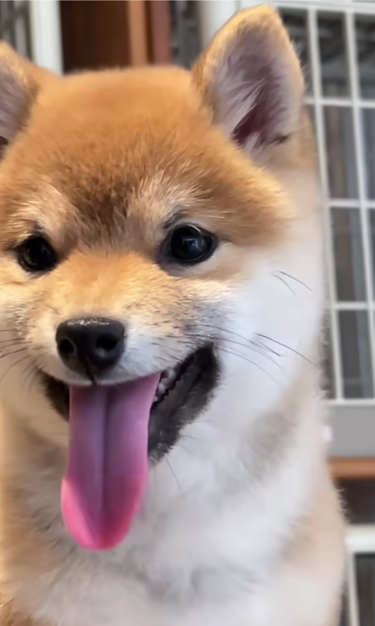 小柴犬伸舌头,真的好可爱![心]#可爱# #狗狗