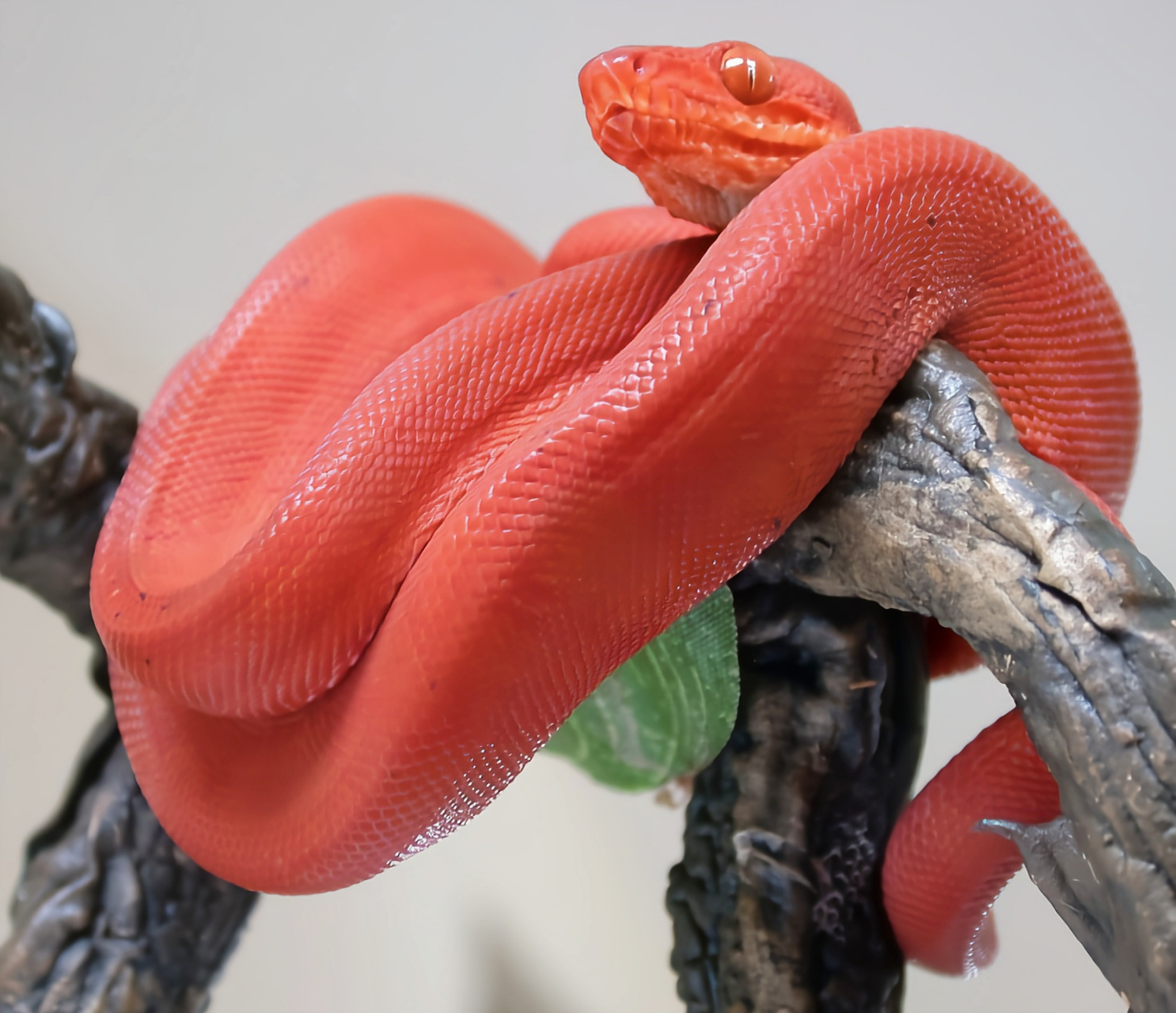 每天认识一种动物——柏氏树蟒 柏氏树蟒是新几内亚特有物种,栖息于