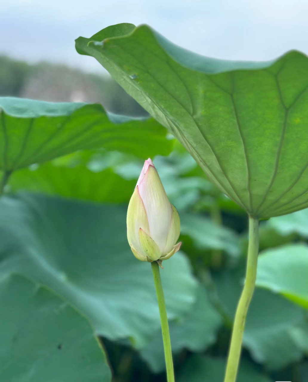 夏天的代表荷花最美
