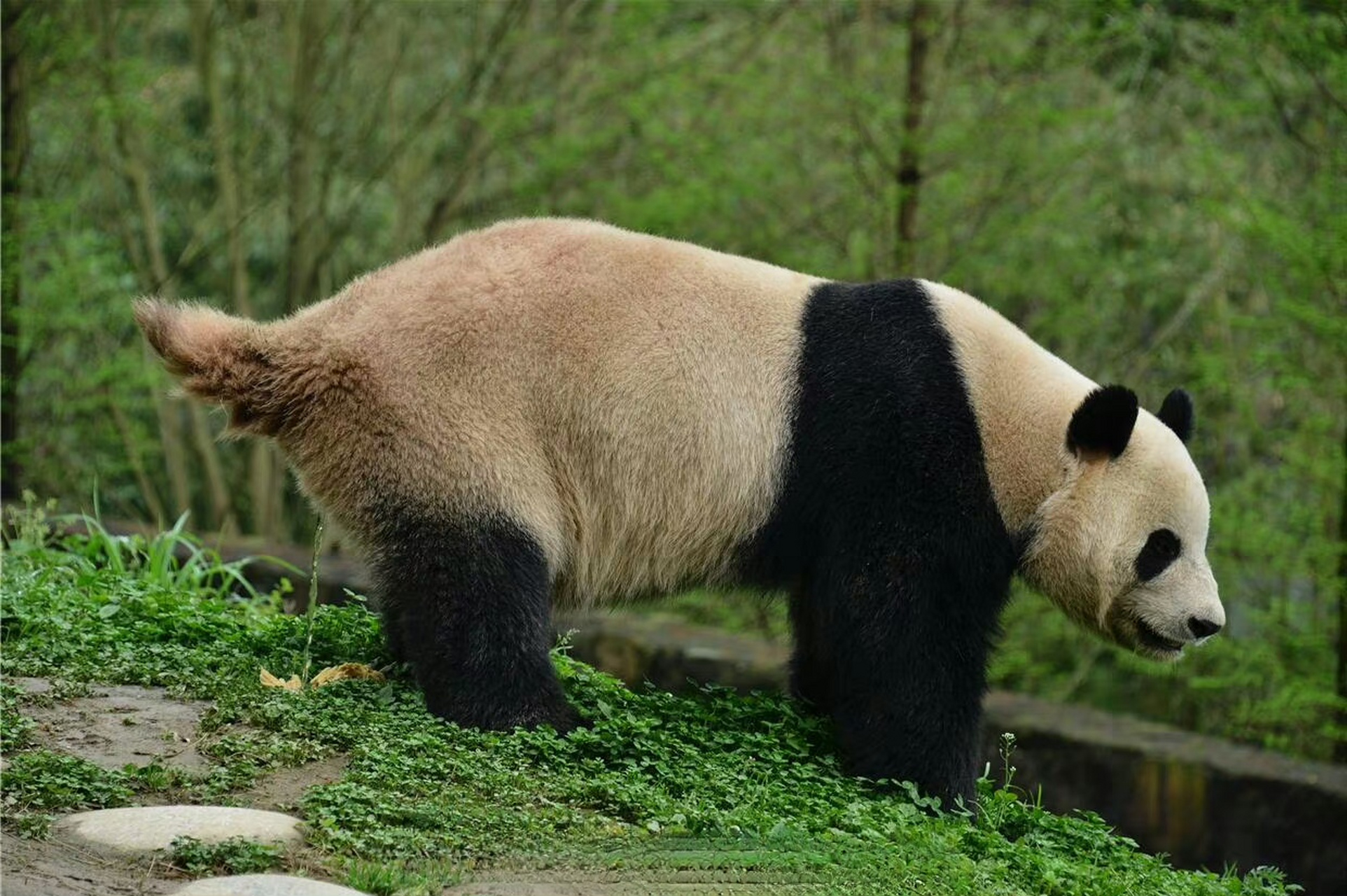 大熊猫长大后的样子图片