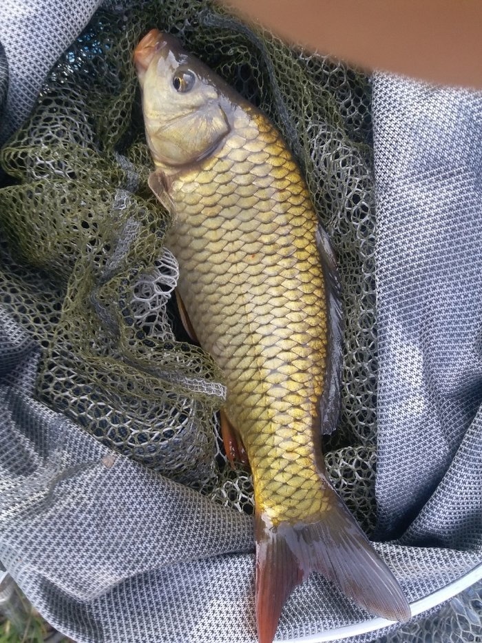 秋冬野钓鲤鱼饵料配方