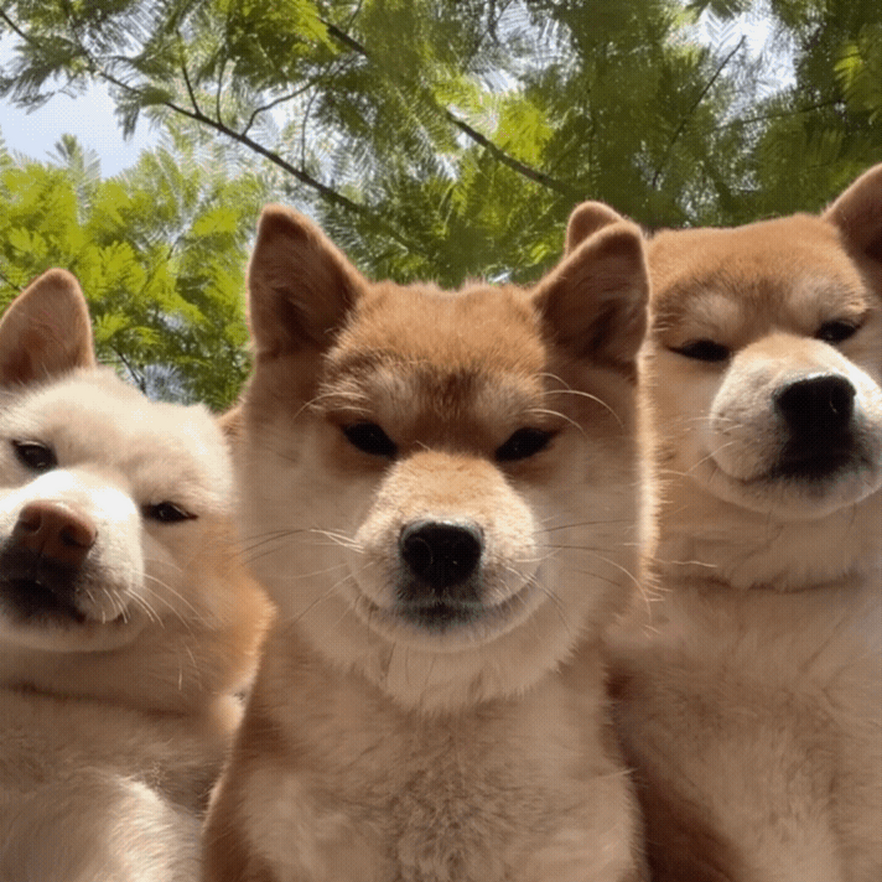 来自狗狗的凝视![害羞]