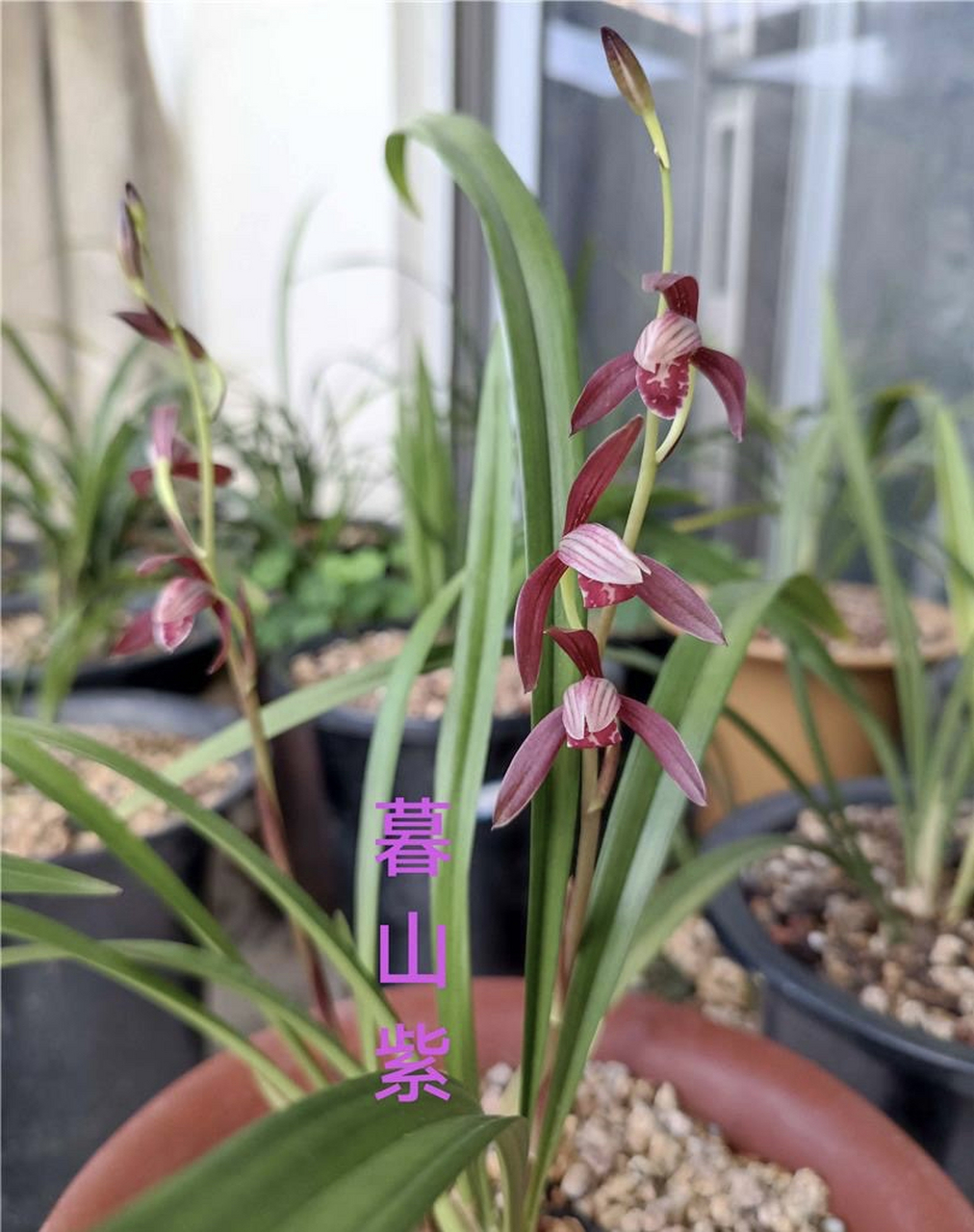 建兰墨宝和暮山紫对比图,大家认为哪个花更好看一些?#兰花