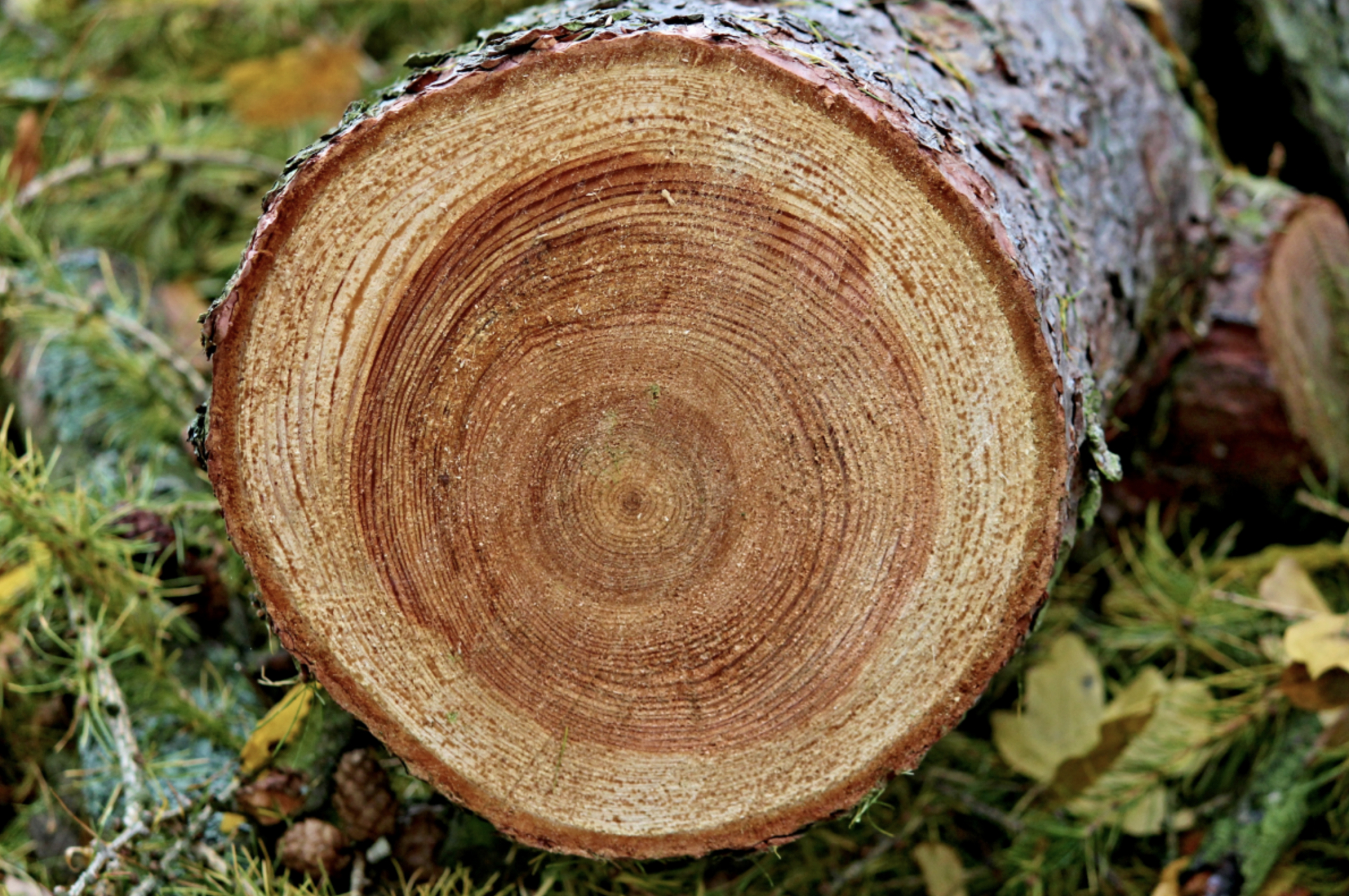 树木年轮,一圈就代表一年吗?