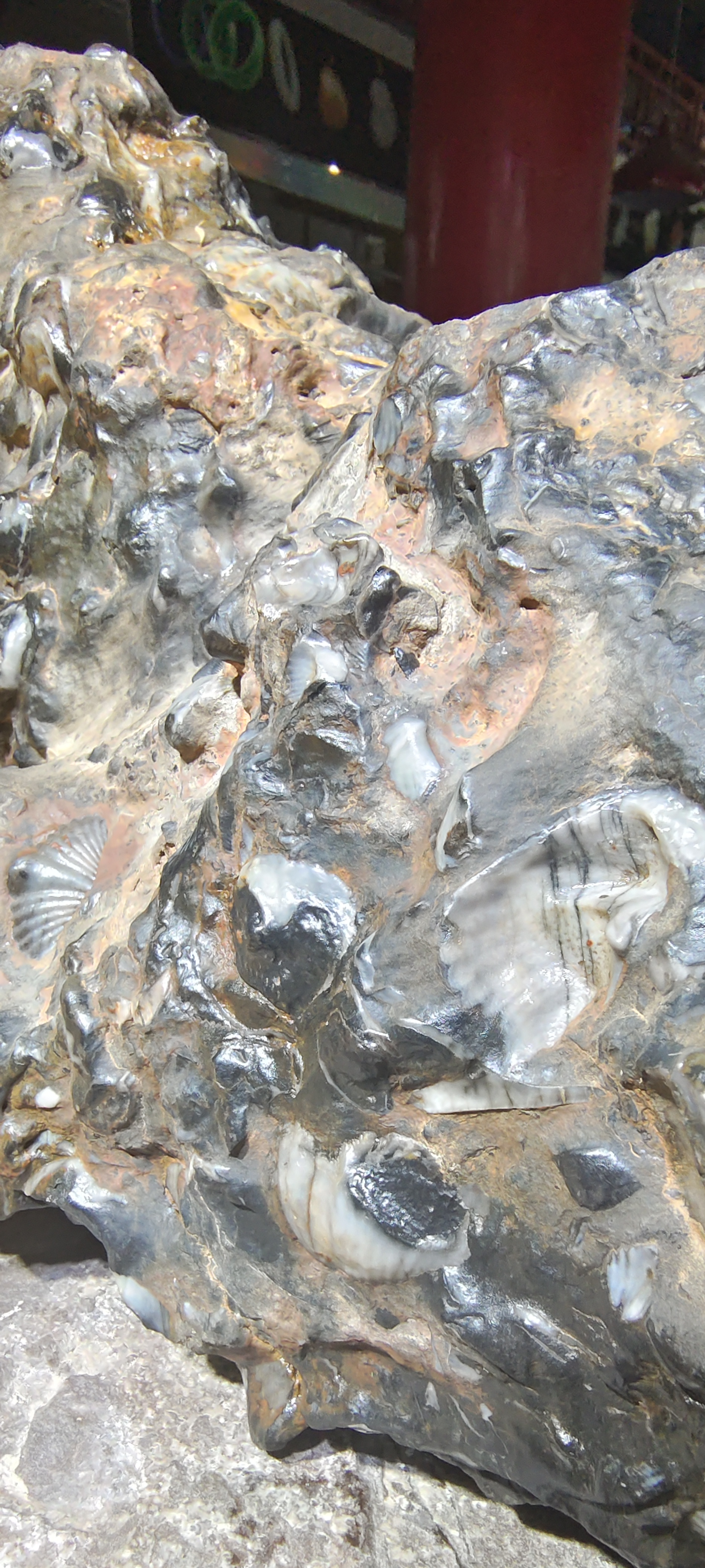 新得一件藏品新疆的海螺化石