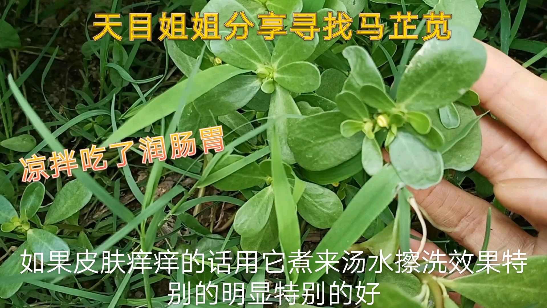 天目姐姐分享寻找马芷苋,凉拌清凉润肠胃,朋友们认识吗