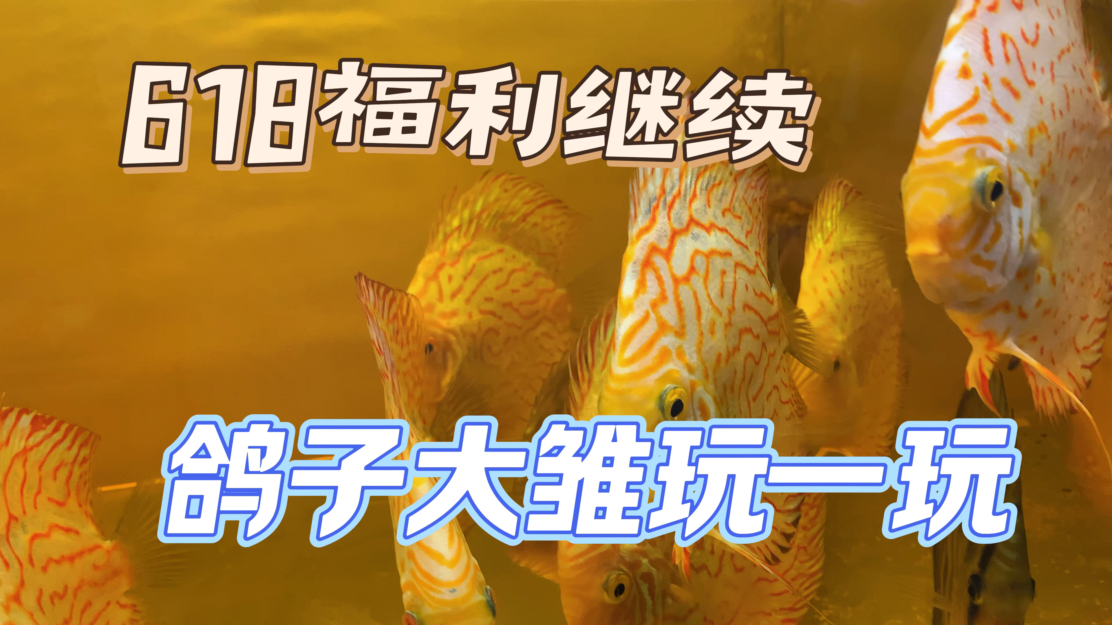 618那还得继续,能放的咱继续放福利。今天挣点鸽子的大雏玩一玩