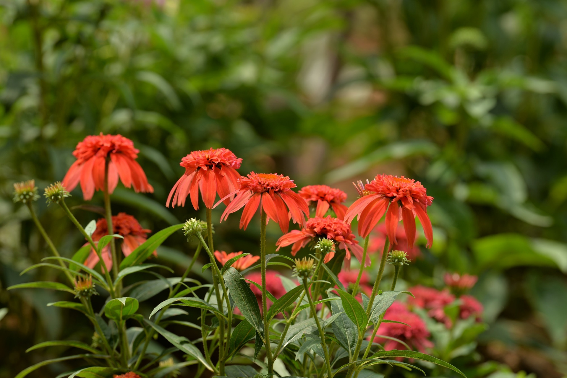 盛夏风景# 徒步旅行,走进大自然,融入其中,与花草共舞,与山水同乐.