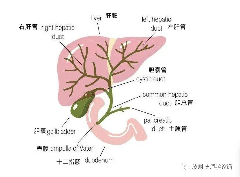 胆囊管胆总管解剖图图片