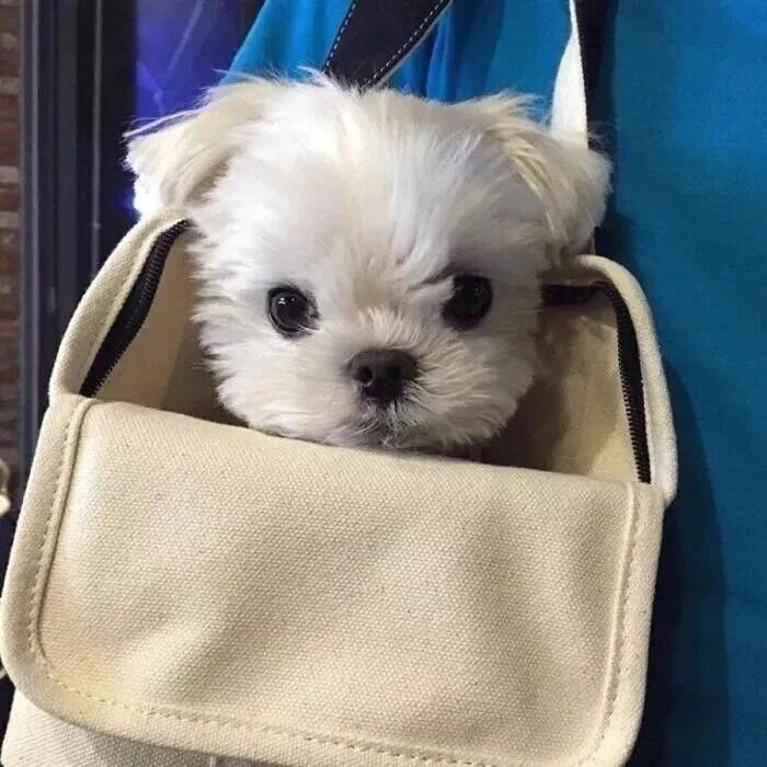 沙雕可爱头像|生活处处有惊喜