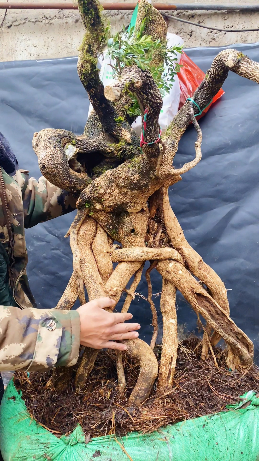 这样的提根黄杨好种吗?