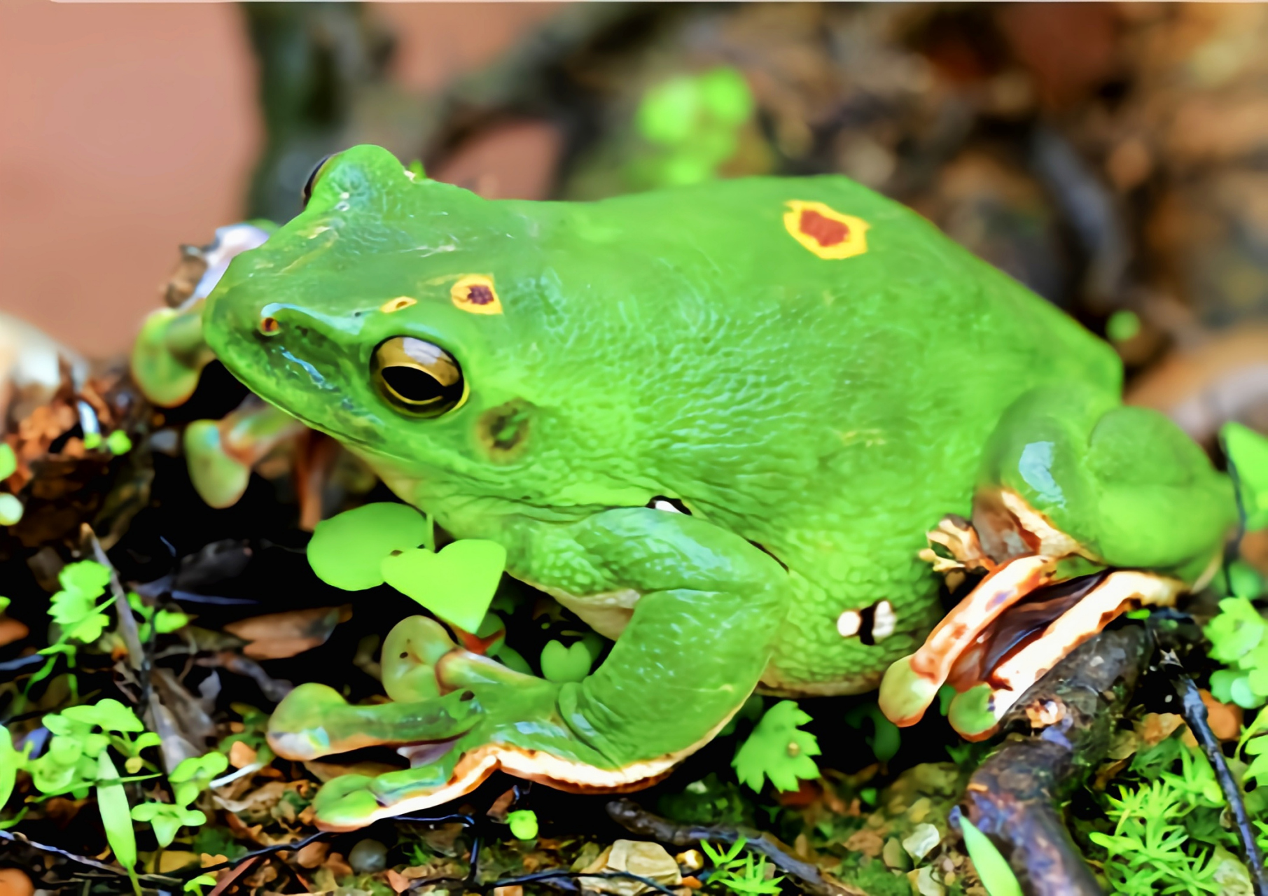 每天认识一种动物——大泛树蛙 大泛树蛙别名大树蛙,原产于亚洲中国