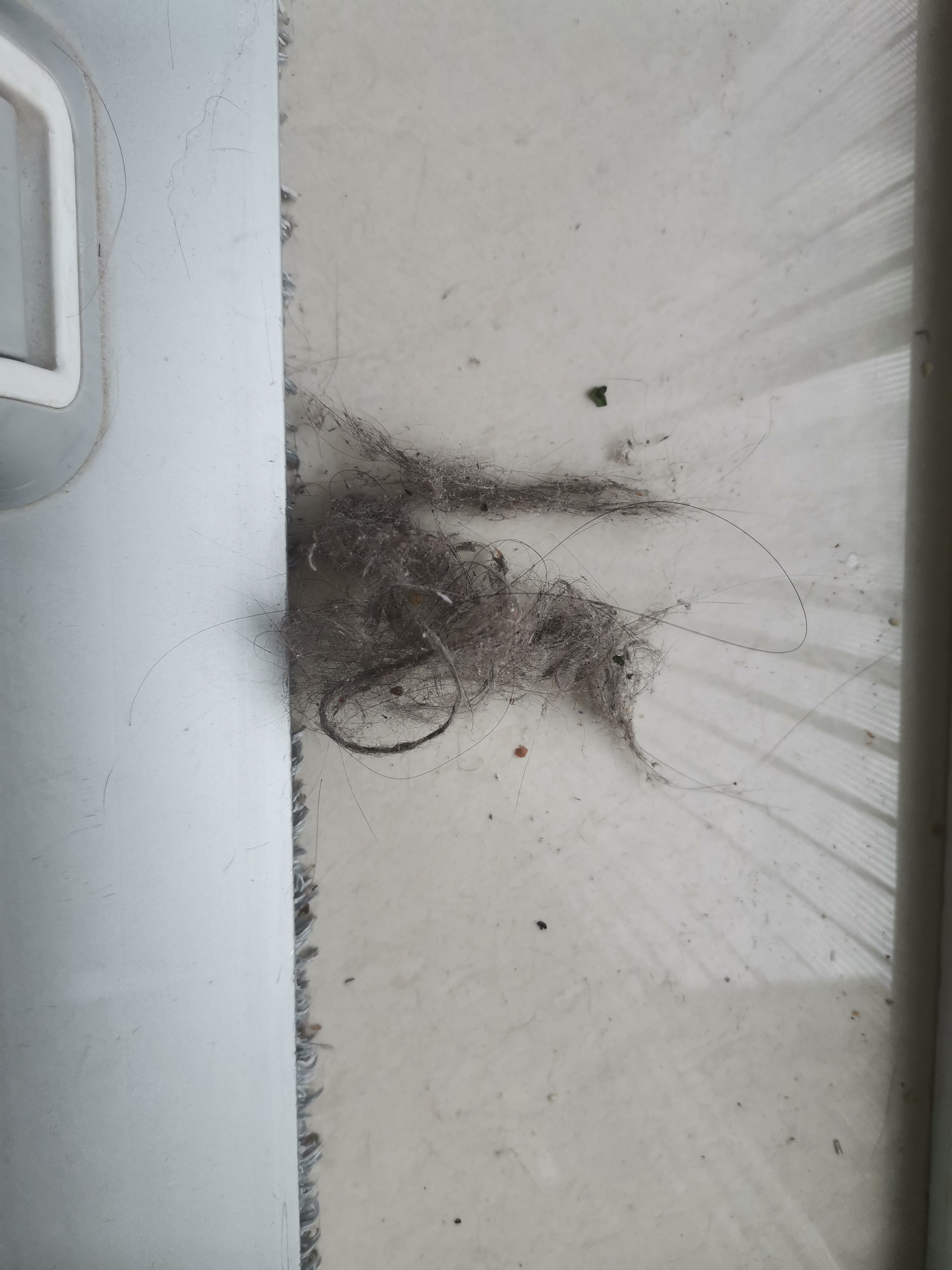 清理猫毛这蓝猫太掉毛了