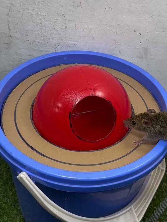 利用家里的水桶,diy简易捕鼠器,老鼠能抓一窝,效果显著!