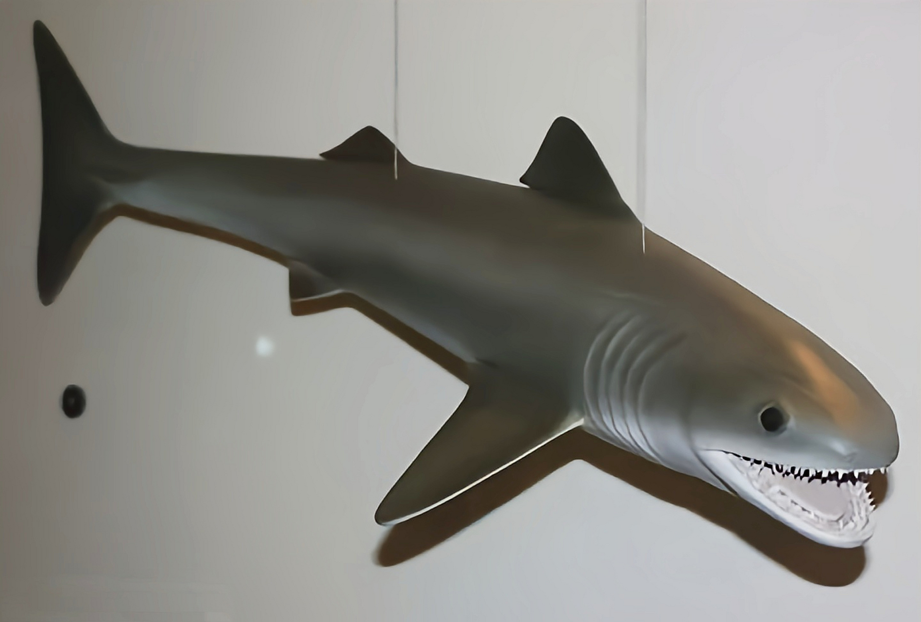 裂口鲨是生活在泥盆纪,石炭纪的软骨鱼类(已灭绝),是最古老的鲨鱼