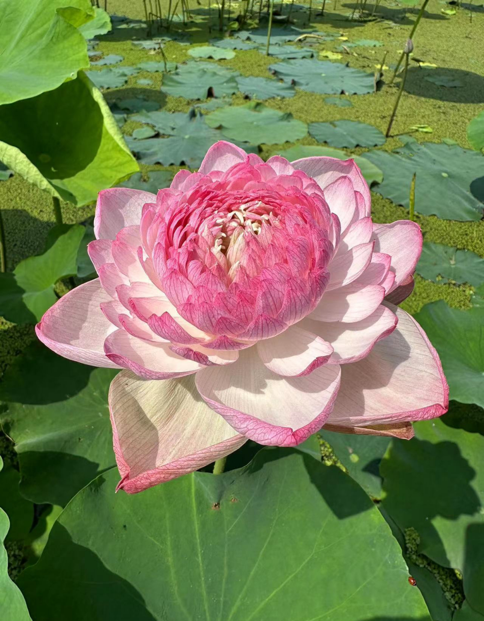 绿色,白色,粉色.荷花进入盛开期.