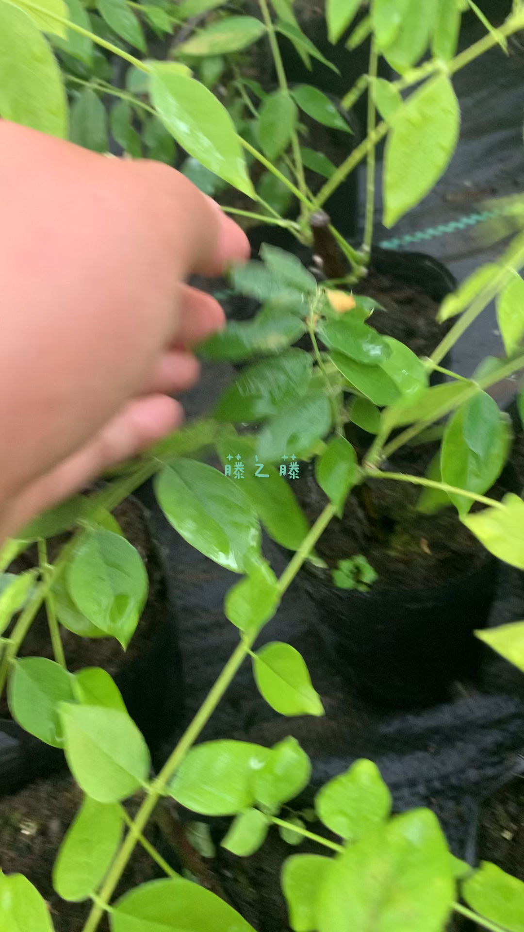 紫藤扦插苗可以全部移栽啦!-度小视