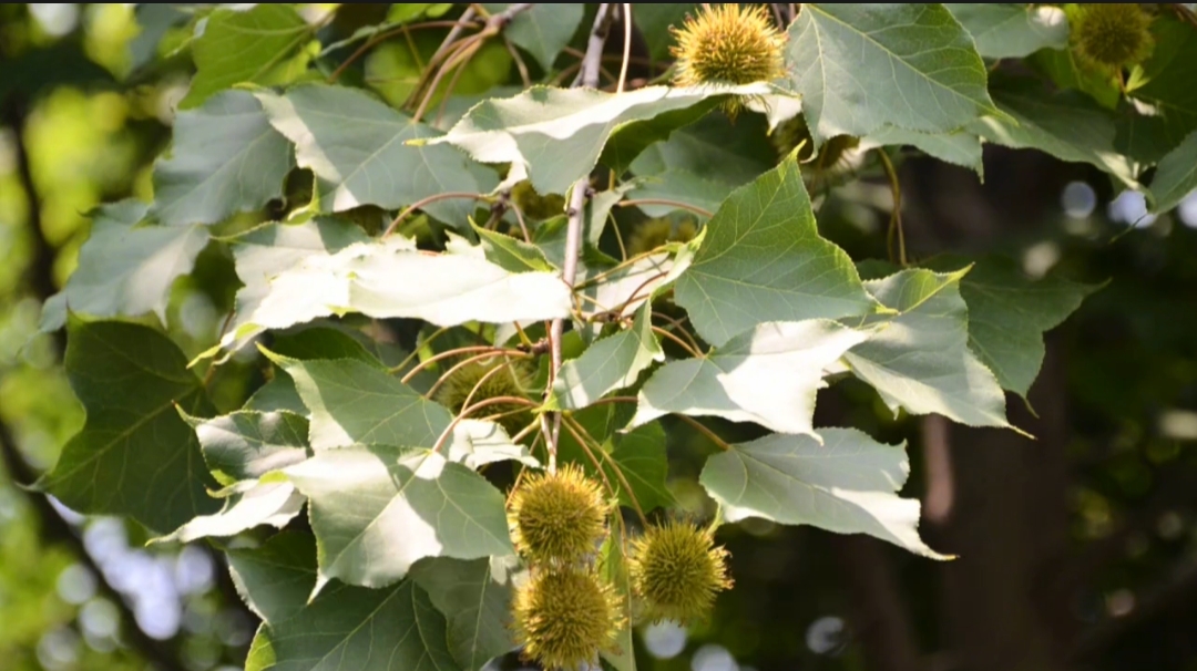 枫香果:能四通八达而得名,又被称为路路通,这种植物在我国很广