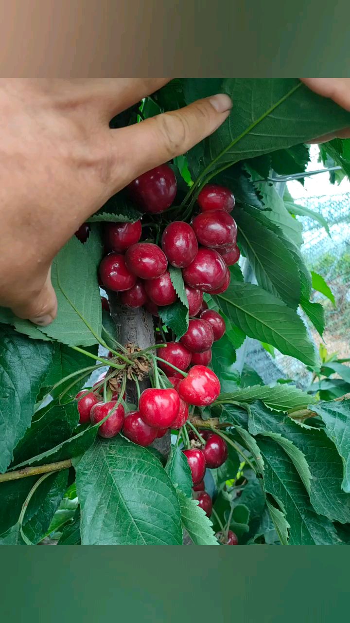 晚熟樱桃品种塔玛拉樱桃苗结果表现