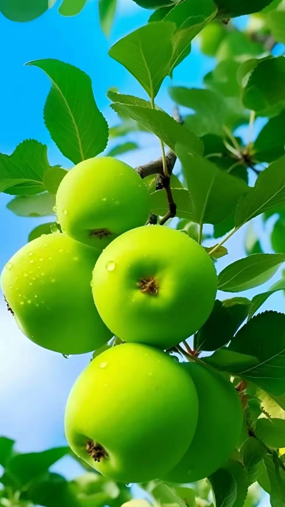 美图分享青苹果