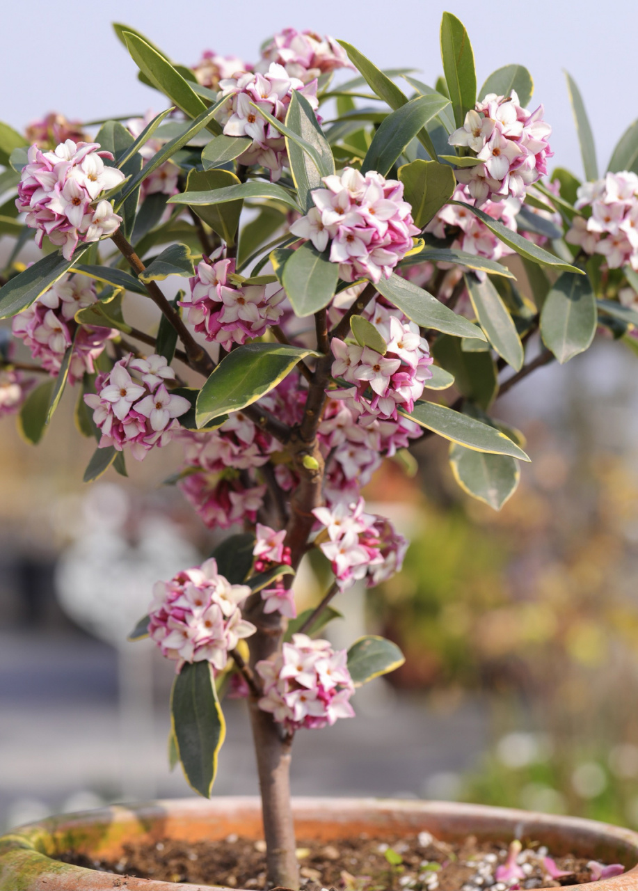 瑞香花真实图片