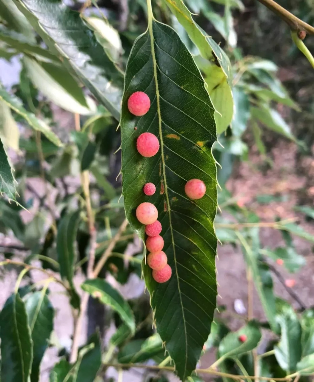 网友:叶上珠,一种叶子上开花结果的果实,神奇不[嘻嘻]