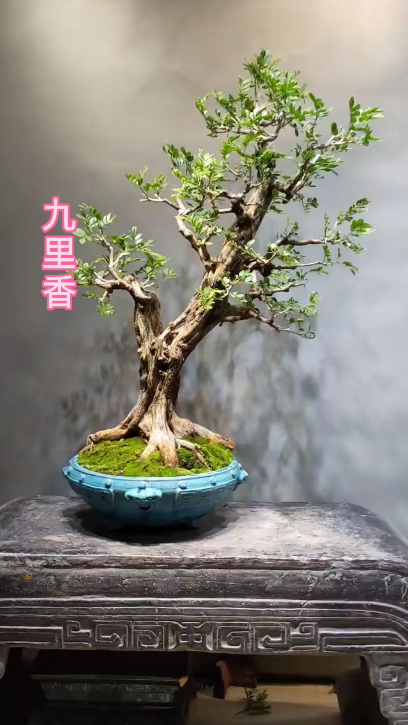 老桩九里香,整体都不错,但根盘最好看
