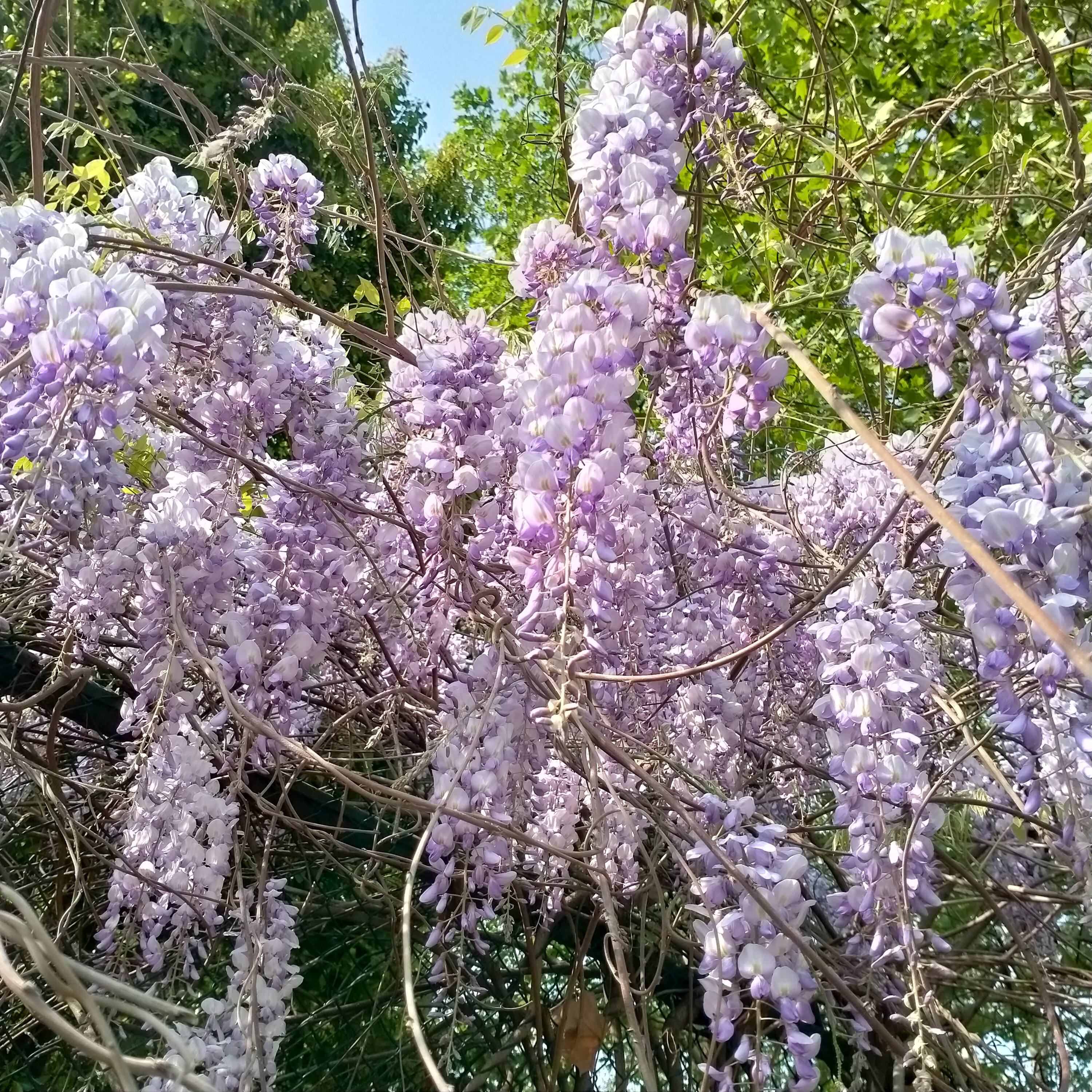 認識象徵家宅平安紫氣東來浪漫執著的紫藤花