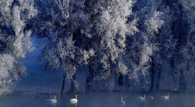 伊宁县英塔木湿地公园天鹅湖——白色精灵的栖息地!令人神往地方