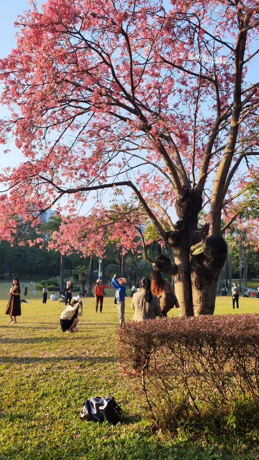 深圳像棉花树图片