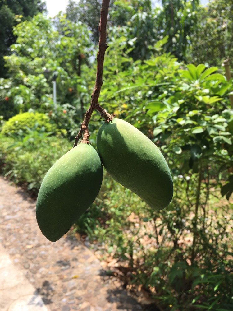 红河的五月,芒果生长的夏天!