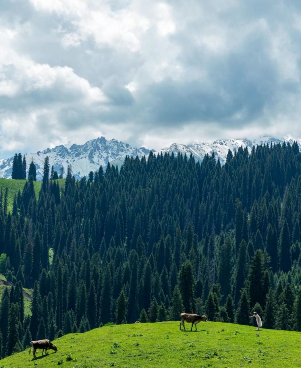 恰西,能满足你对雪山,森林,草原的所有想象.