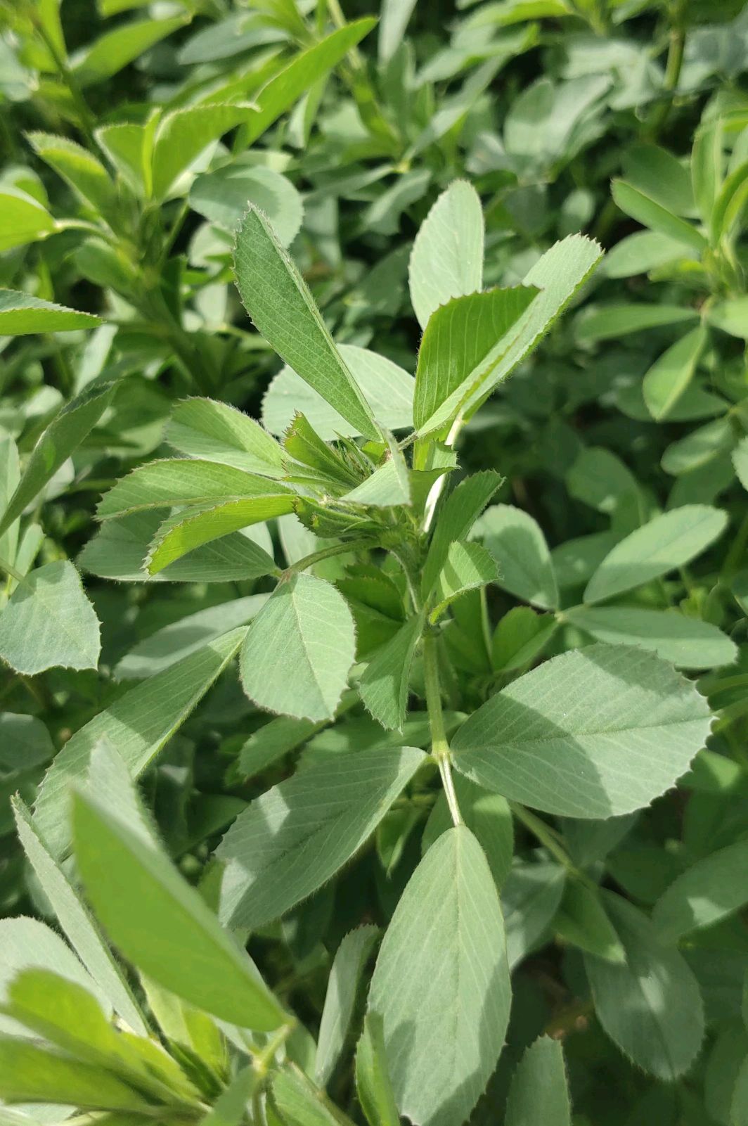 紫花苜蓿草种植海拔图片