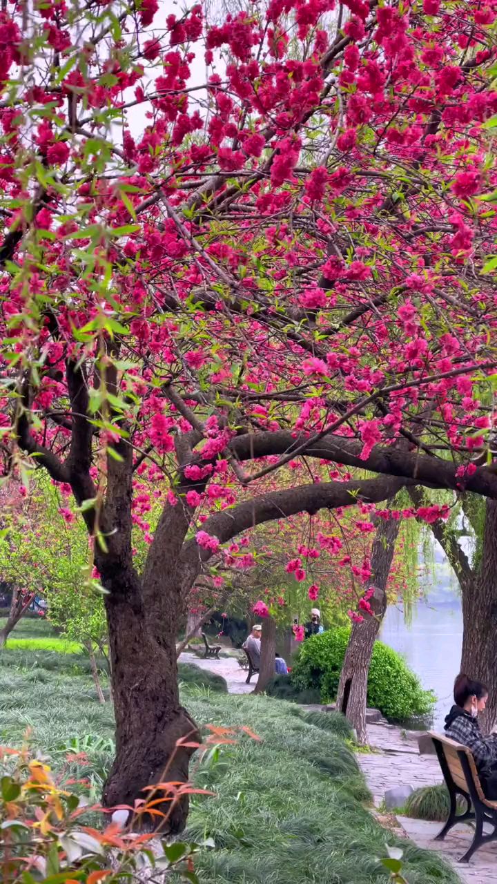 杭州西湖风景 美轮美奂,如沐春风-度小视
